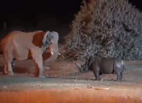 Viral Video: Elephant Helps Rescue Baby Rhino in Kaziranga